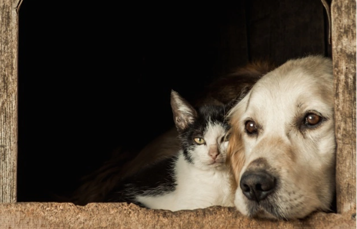  Conozca la línea de bienestar animal y denuncie casos de maltrato o abandono